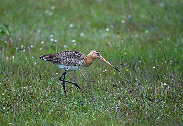 Uferschnepfe (Limosa limosa)