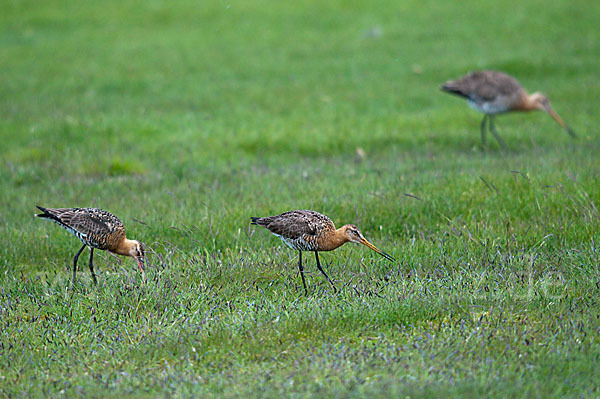 Uferschnepfe (Limosa limosa)