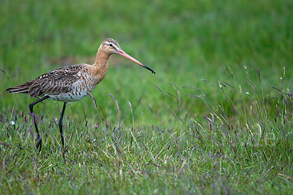 Uferschnepfe (Limosa limosa)