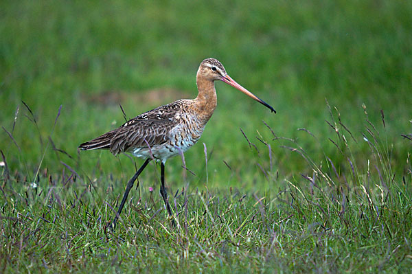 Uferschnepfe (Limosa limosa)