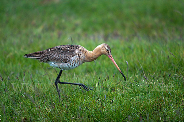 Uferschnepfe (Limosa limosa)