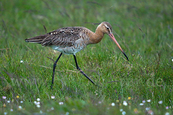 Uferschnepfe (Limosa limosa)