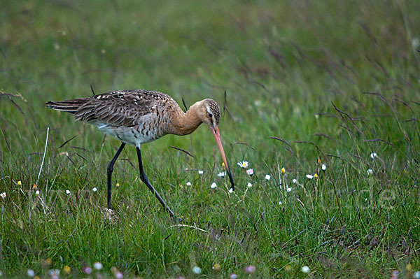 Uferschnepfe (Limosa limosa)