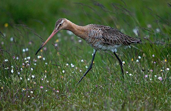 Uferschnepfe (Limosa limosa)