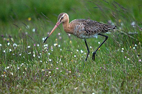 Uferschnepfe (Limosa limosa)