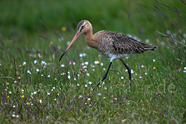 Uferschnepfe (Limosa limosa)