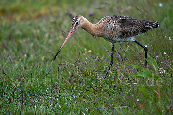 Uferschnepfe (Limosa limosa)