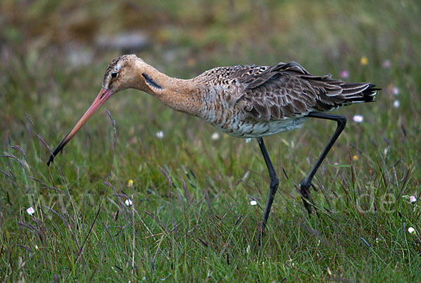 Uferschnepfe (Limosa limosa)