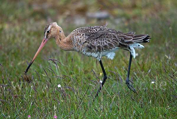 Uferschnepfe (Limosa limosa)