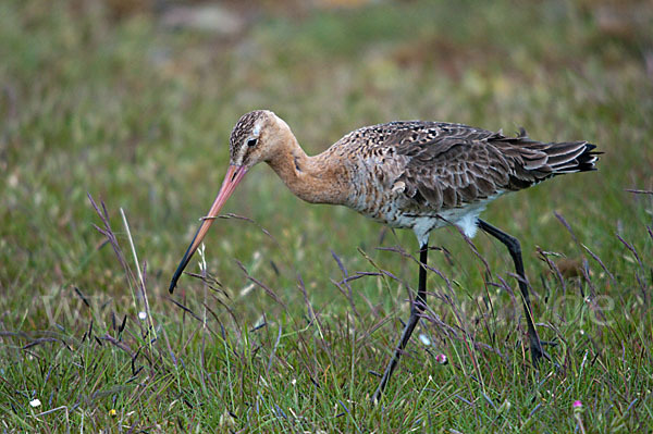 Uferschnepfe (Limosa limosa)