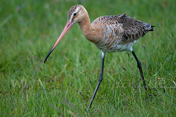 Uferschnepfe (Limosa limosa)