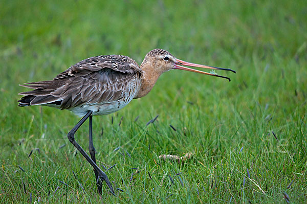 Uferschnepfe (Limosa limosa)