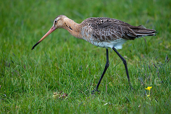 Uferschnepfe (Limosa limosa)