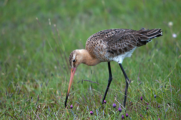 Uferschnepfe (Limosa limosa)