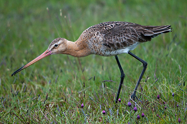 Uferschnepfe (Limosa limosa)