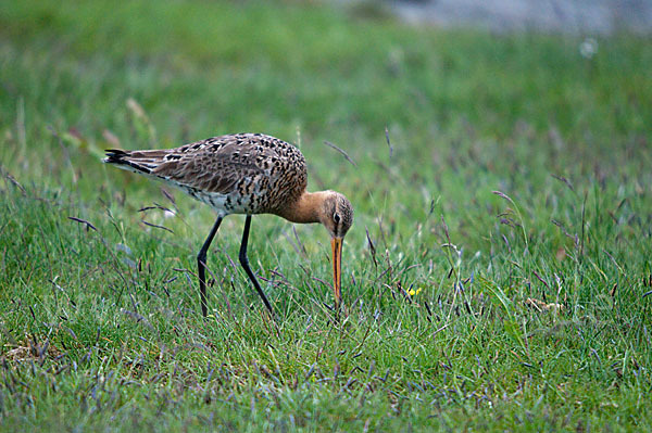 Uferschnepfe (Limosa limosa)