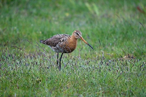 Uferschnepfe (Limosa limosa)