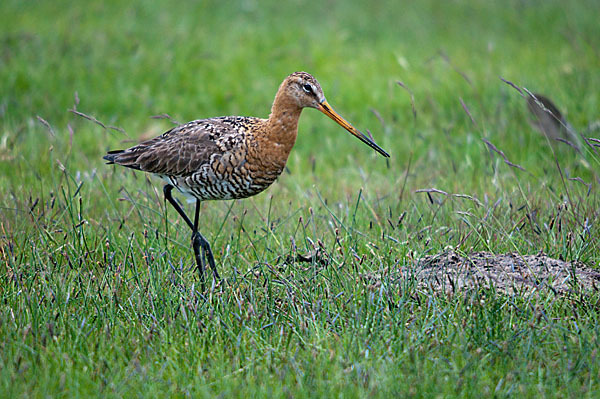 Uferschnepfe (Limosa limosa)