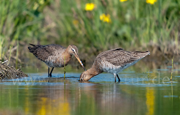 Uferschnepfe (Limosa limosa)