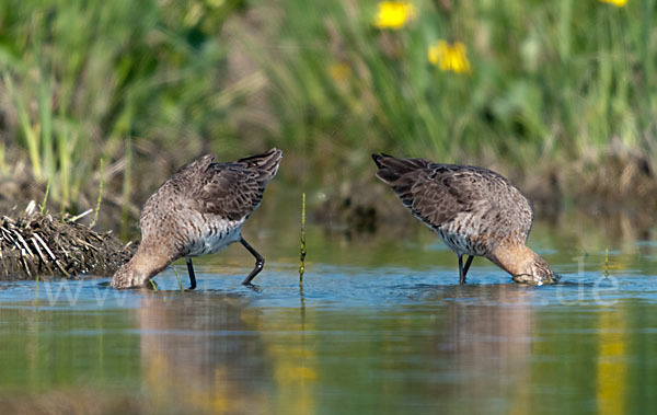 Uferschnepfe (Limosa limosa)