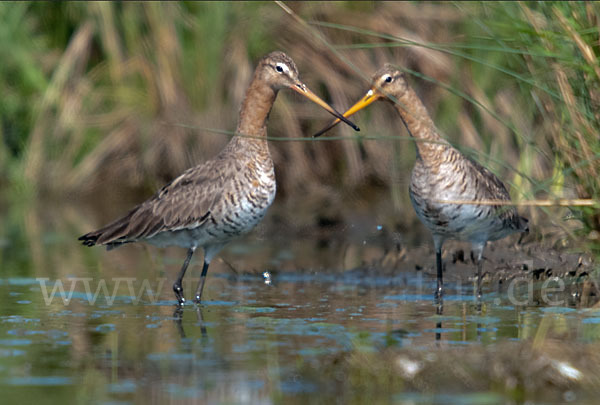 Uferschnepfe (Limosa limosa)