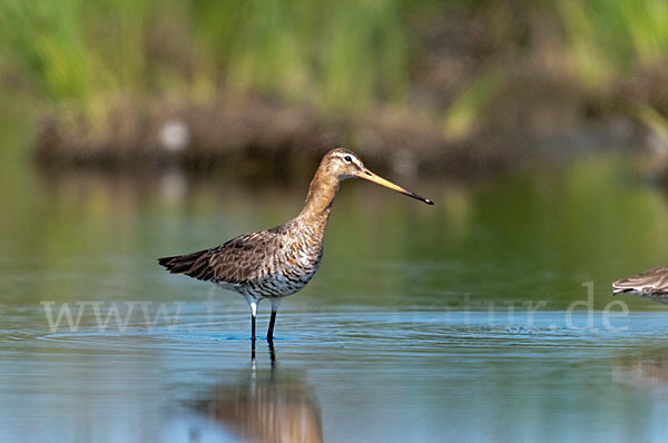 Uferschnepfe (Limosa limosa)