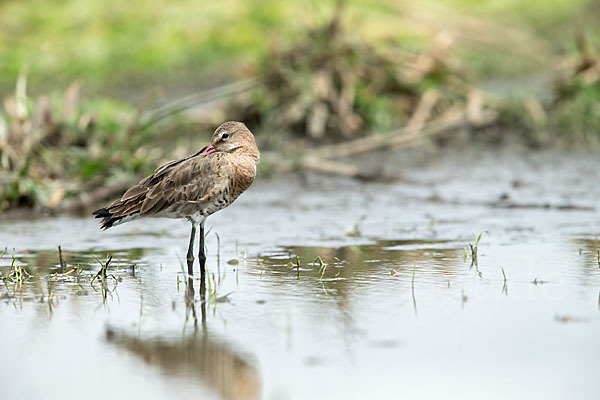 Uferschnepfe (Limosa limosa)