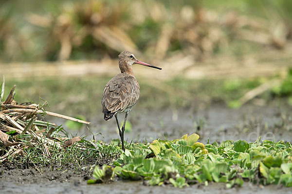 Uferschnepfe (Limosa limosa)