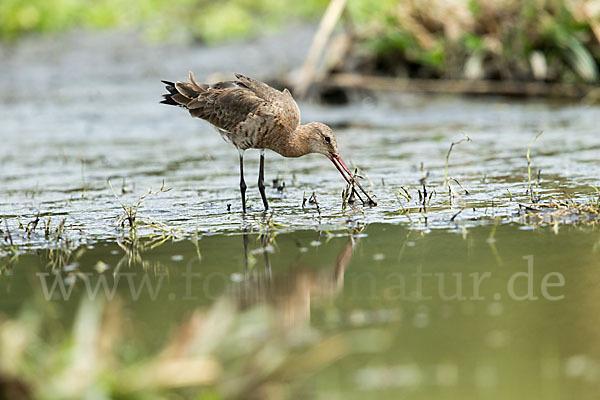 Uferschnepfe (Limosa limosa)