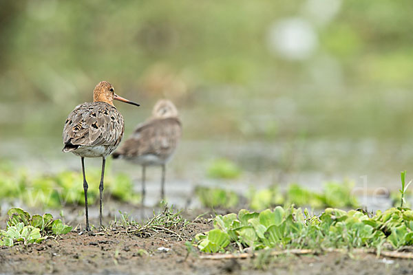 Uferschnepfe (Limosa limosa)