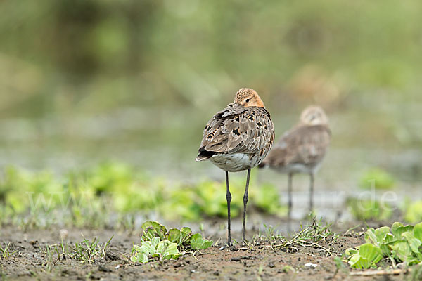 Uferschnepfe (Limosa limosa)