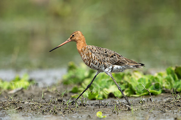 Uferschnepfe (Limosa limosa)