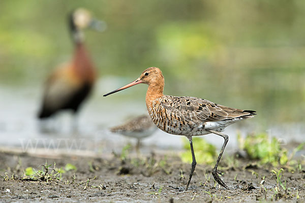 Uferschnepfe (Limosa limosa)