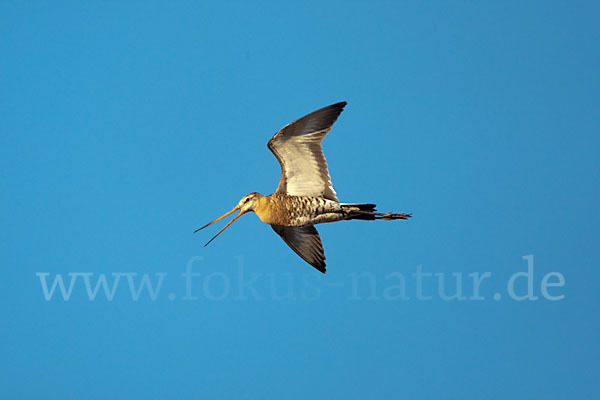 Uferschnepfe (Limosa limosa)