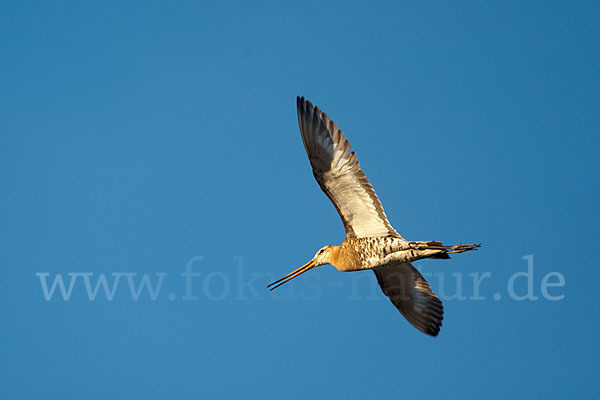 Uferschnepfe (Limosa limosa)