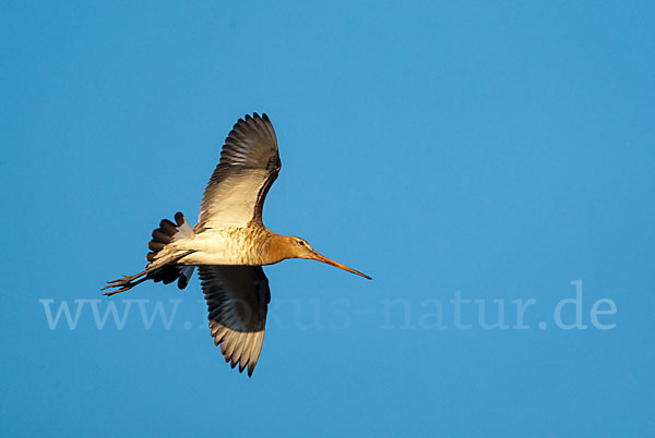 Uferschnepfe (Limosa limosa)