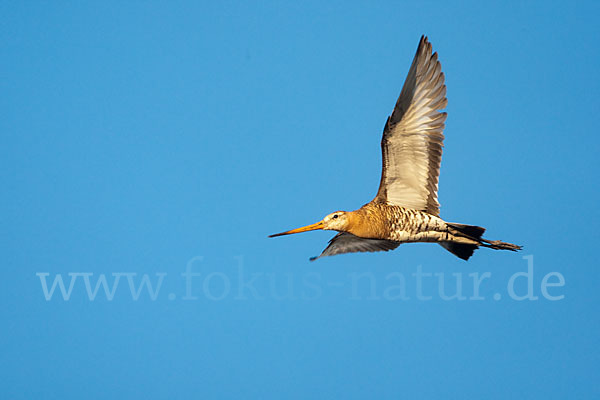 Uferschnepfe (Limosa limosa)