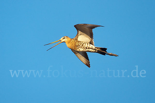 Uferschnepfe (Limosa limosa)