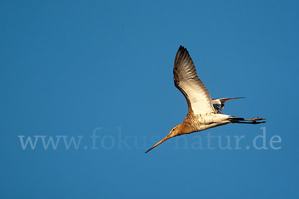 Uferschnepfe (Limosa limosa)