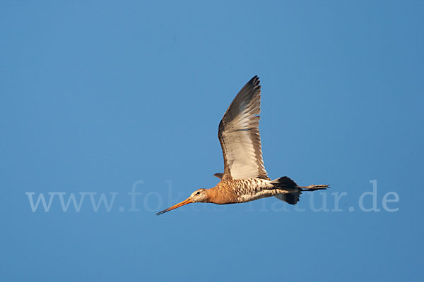 Uferschnepfe (Limosa limosa)