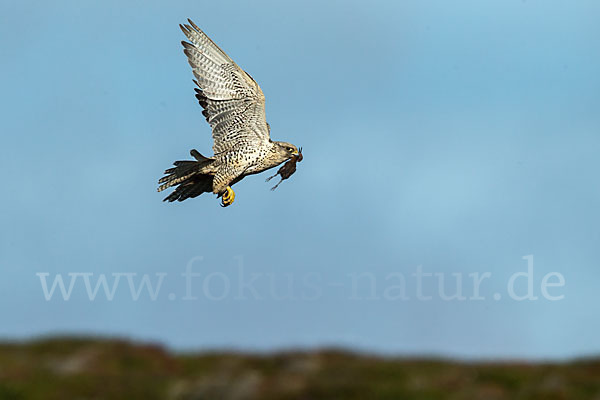 Uferschnepfe (Limosa limosa)