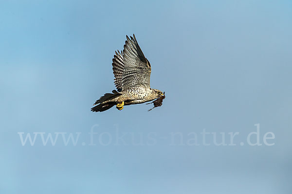 Uferschnepfe (Limosa limosa)