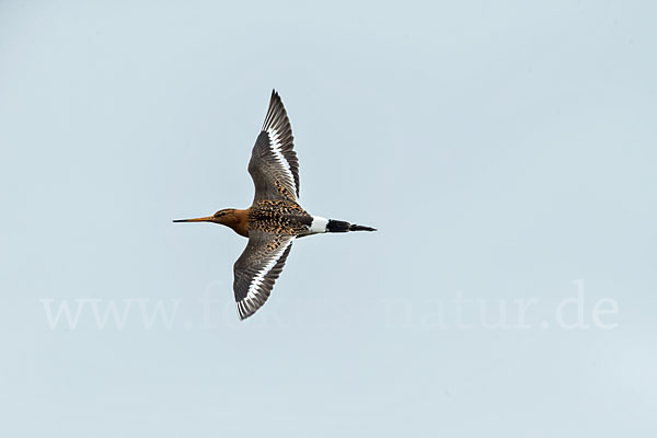 Uferschnepfe (Limosa limosa)