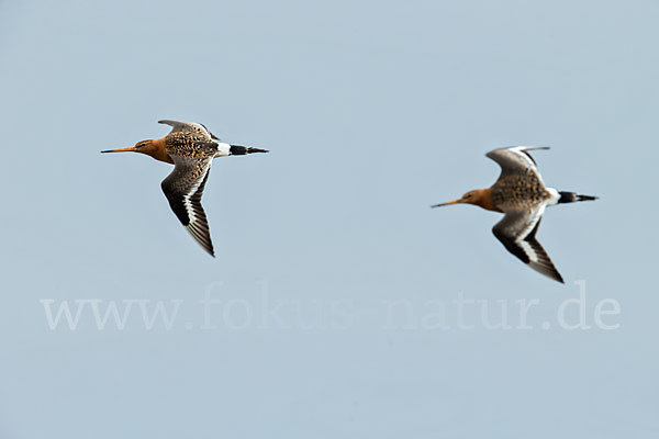 Uferschnepfe (Limosa limosa)