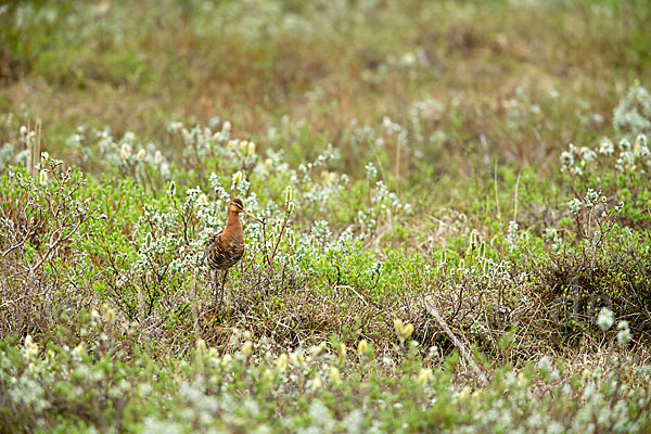 Uferschnepfe (Limosa limosa)