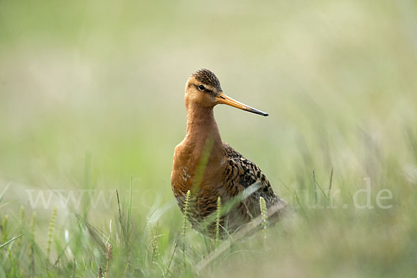 Uferschnepfe (Limosa limosa)