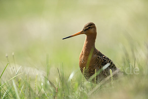 Uferschnepfe (Limosa limosa)