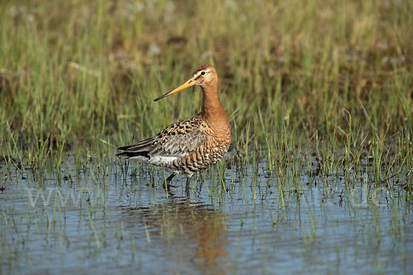 Uferschnepfe (Limosa limosa)