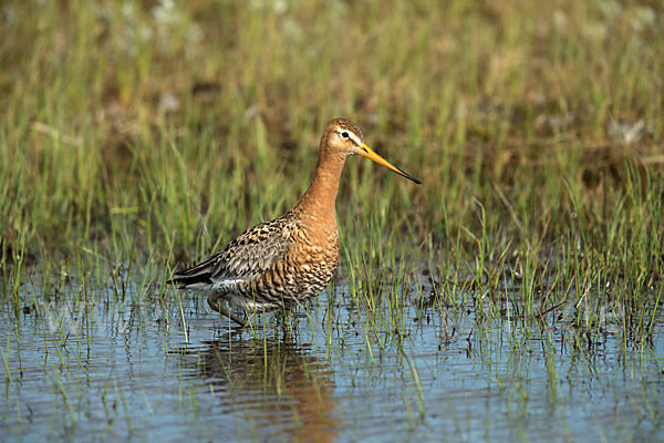 Uferschnepfe (Limosa limosa)