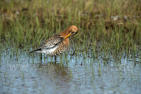 Uferschnepfe (Limosa limosa)